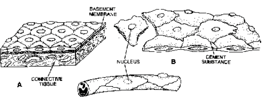 Covering and Lining Epithelium